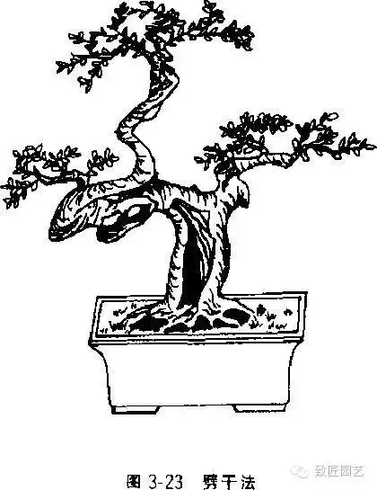 玩盆景學會這些修剪技法,會事半功倍