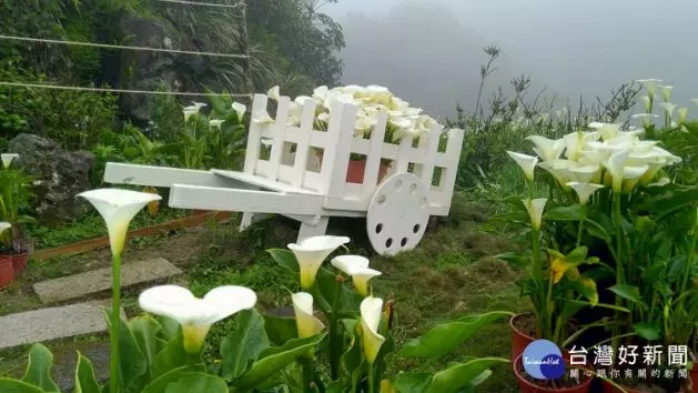 竹子湖海芋季3/29登場 十大打卡景點超好拍