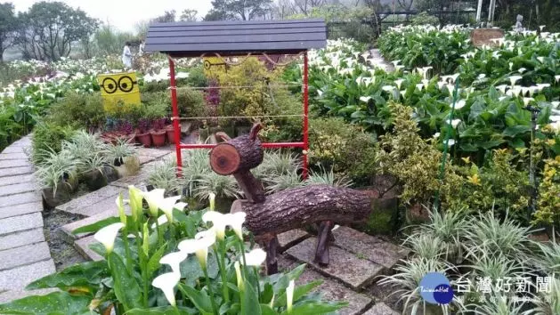 竹子湖海芋季3/29登場 十大打卡景點超好拍