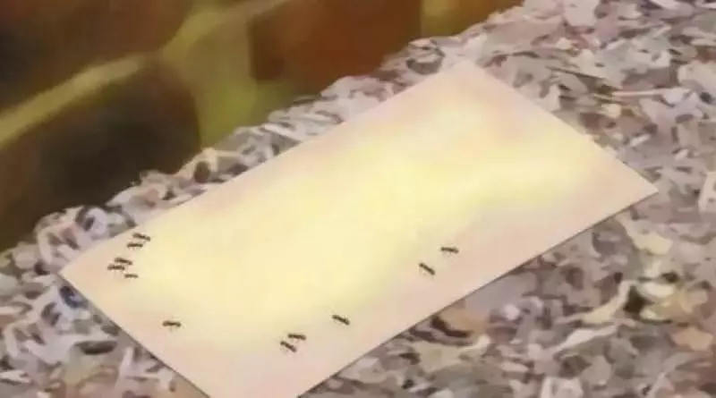 家裡發現「白螞蟻」怎麼辦?不要擔心,教你一招,只要2天,不用殺蟲劑就能把它們殺光