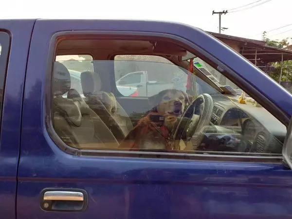 狗狗掛空擋倒皮卡撞壞轎車 !