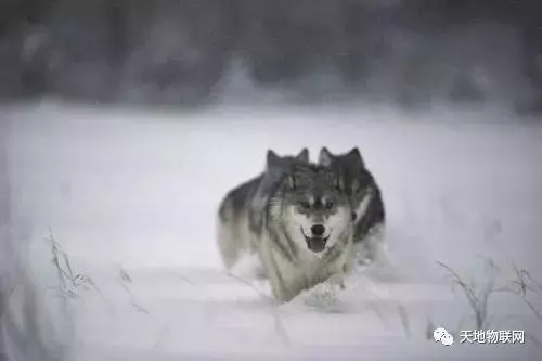 與狼成狼,與豬成豬!