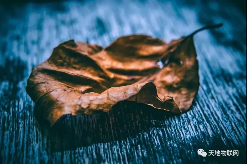 與狼成狼,與豬成豬!