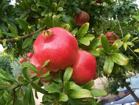 「石榴煮水喝」能溶解各類結石:可排腎結石、膀胱結石、膽結石