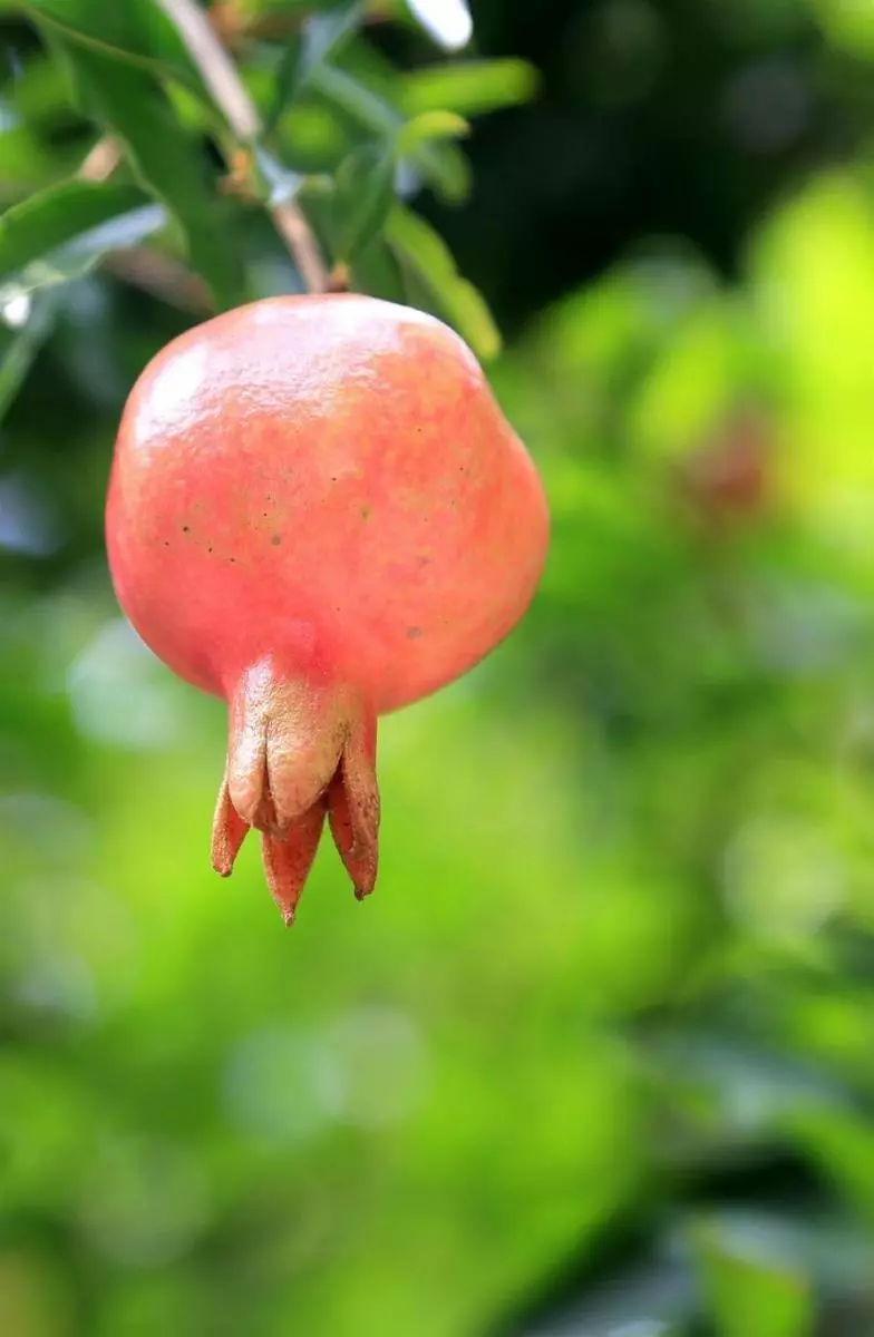 「石榴煮水喝」能溶解各類結石:可排腎結石、膀胱結石、膽結石