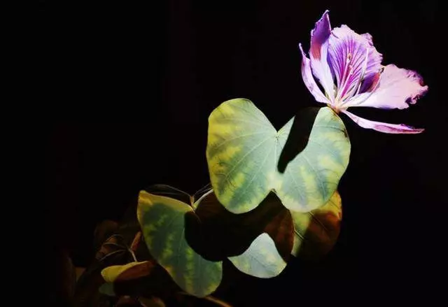 兩張圖你找到幾處不同?揭示了你某方面的特殊能力