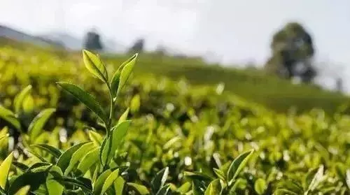 薏米祛濕又消腫?一個步驟錯了,當心濕氣越來越重!