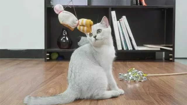 貓咪晚上都在幹嘛?貓咪活動很簡單,而且行為令人感動