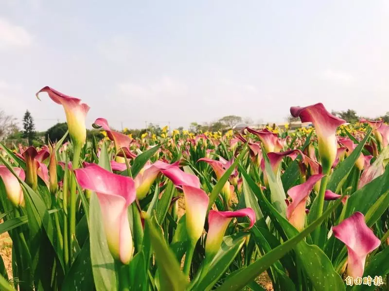 清明連假賞花去!桃園彩色海芋季4月4日登場