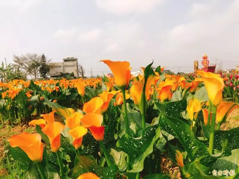 清明連假賞花去!桃園彩色海芋季4月4日登場