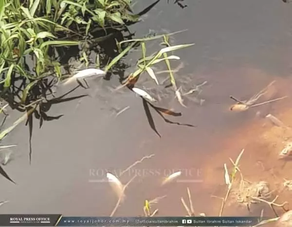 夠力了 ~ 疑污染2河現大量死魚 柔蘇丹御令徹查