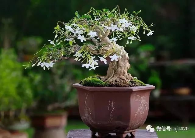 天下花木美,美極了!