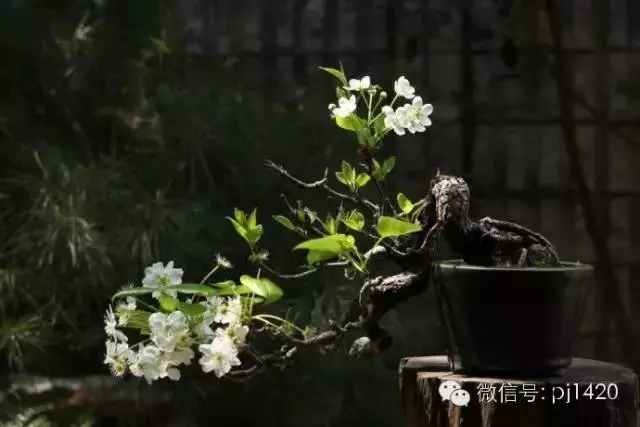 天下花木美,美極了!
