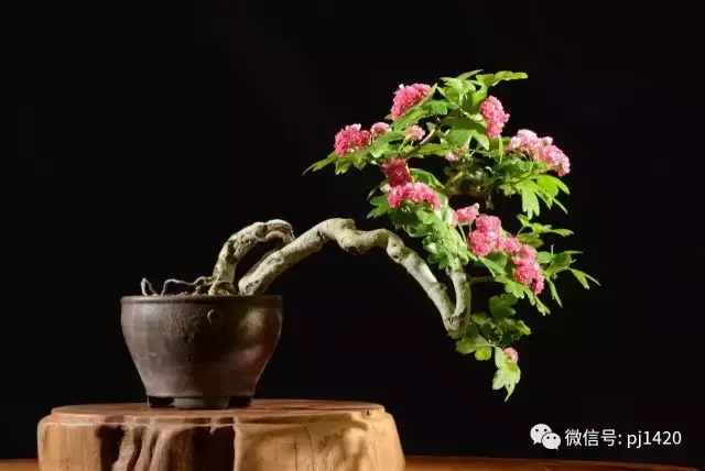 天下花木美,美極了!