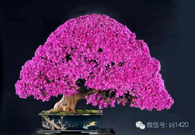 天下花木美,美極了!