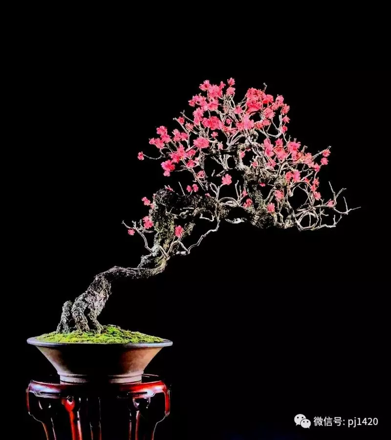 天下花木美,美極了!