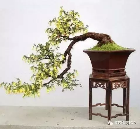 天下花木美,美極了!