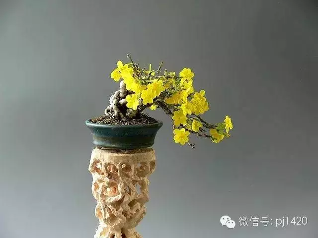 天下花木美,美極了!