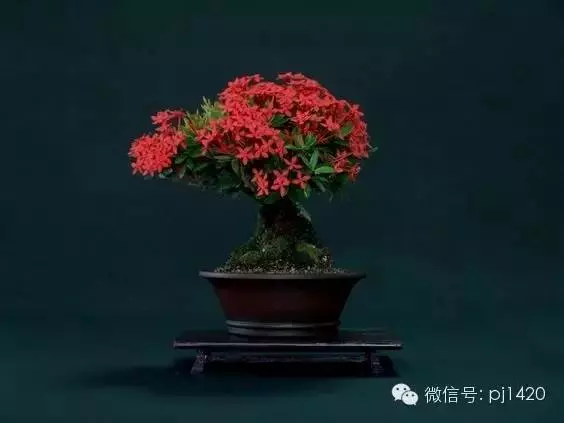 天下花木美,美極了!