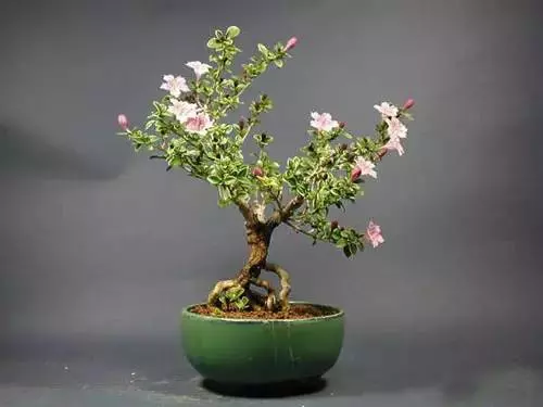 天下花木美,美極了!