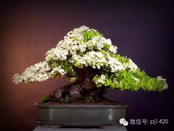 天下花木美,美極了!