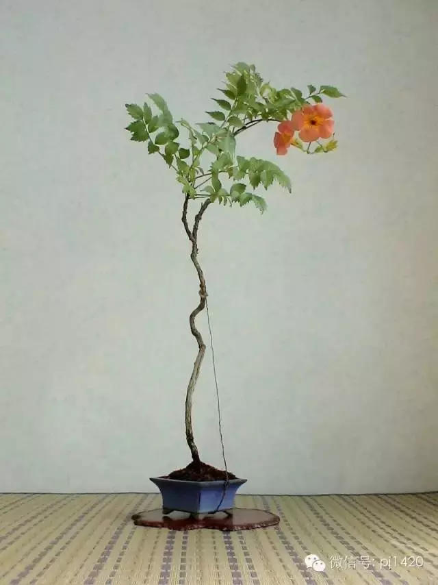 天下花木美,美極了!