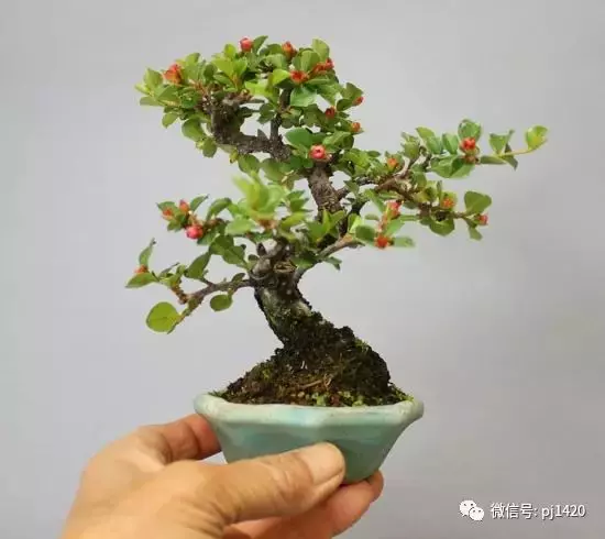 天下花木美,美極了!