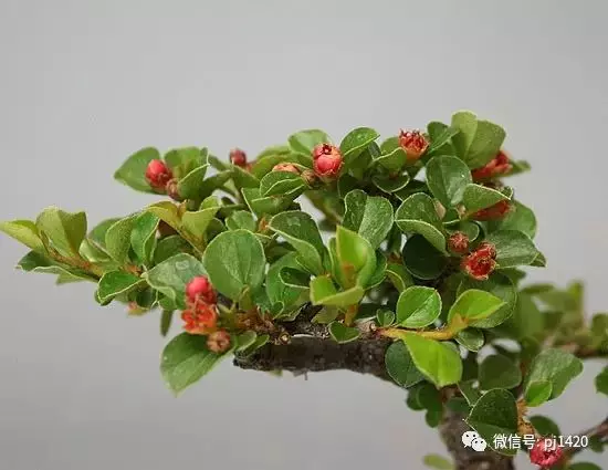 天下花木美,美極了!