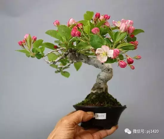 天下花木美,美極了!