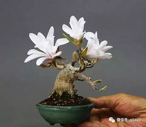天下花木美,美極了!