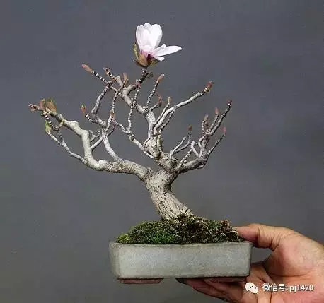 天下花木美,美極了!