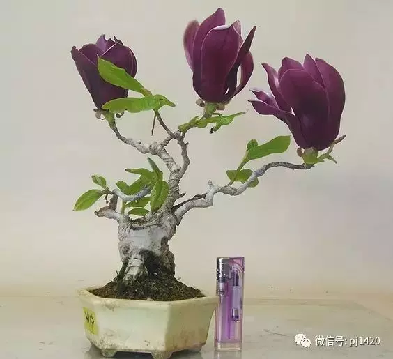 天下花木美,美極了!