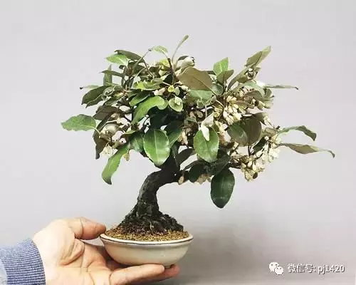 天下花木美,美極了!