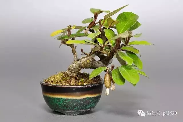 天下花木美,美極了!