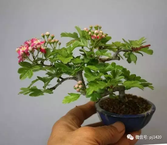 天下花木美,美極了!