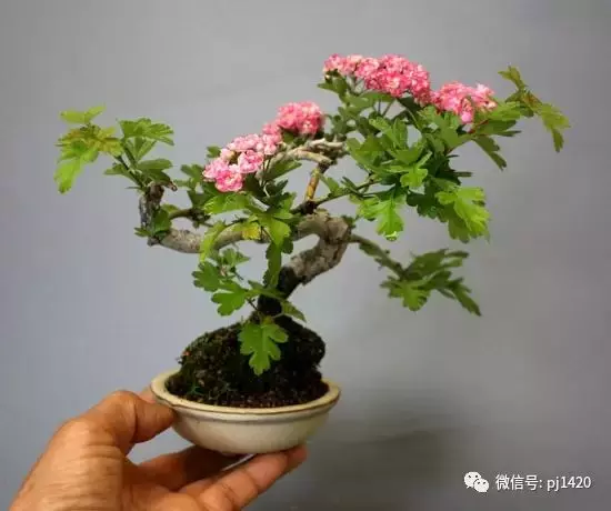 天下花木美,美極了!