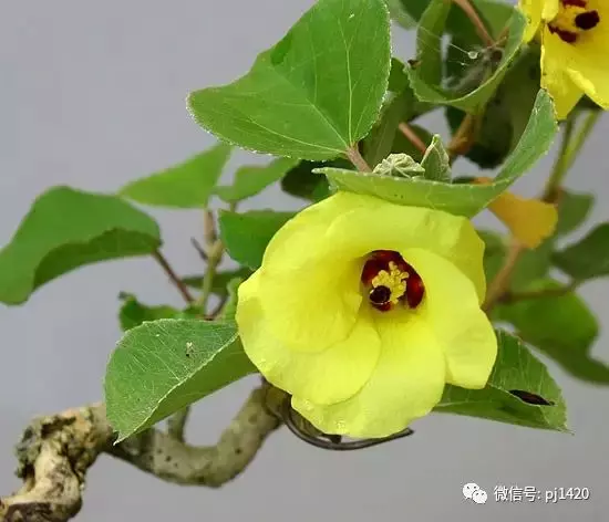 天下花木美,美極了!