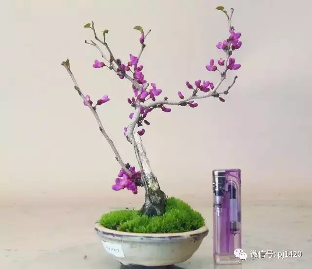 天下花木美,美極了!