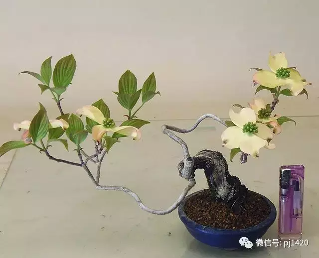 天下花木美,美極了!