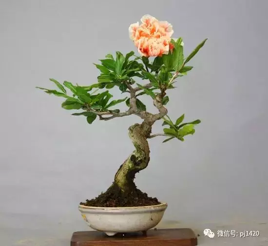 天下花木美,美極了!