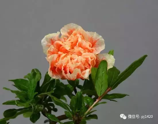 天下花木美,美極了!