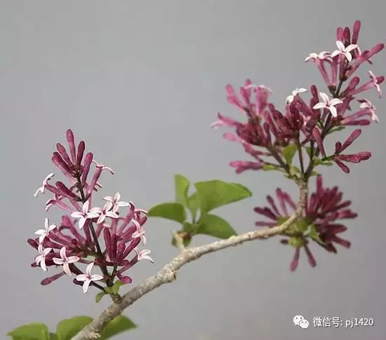 天下花木美,美極了!