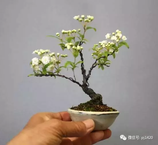 天下花木美,美極了!