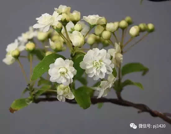 天下花木美,美極了!