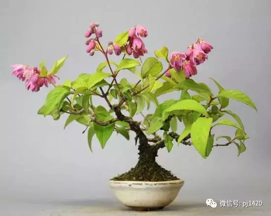 天下花木美,美極了!