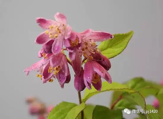天下花木美,美極了!