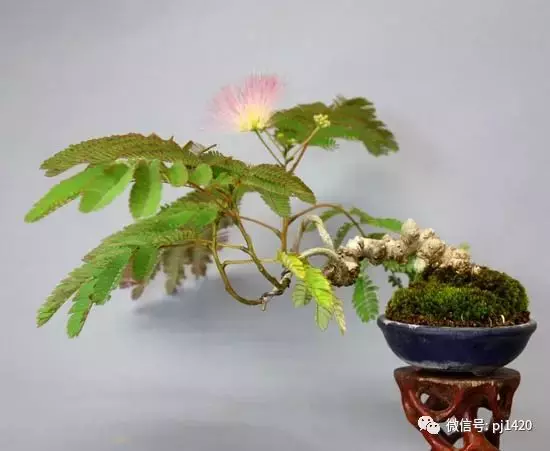 天下花木美,美極了!