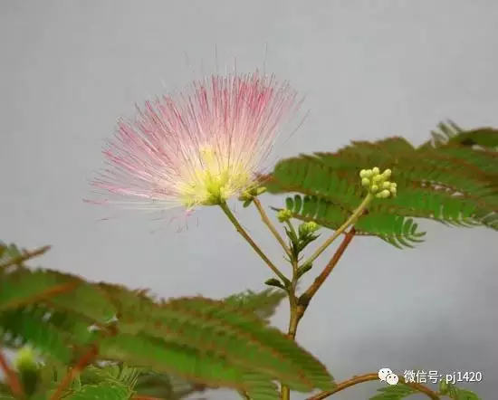 天下花木美,美極了!