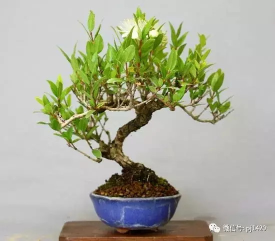 天下花木美,美極了!