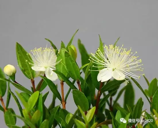 天下花木美,美極了!